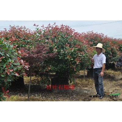 桂花，小桂花树，江西桂花