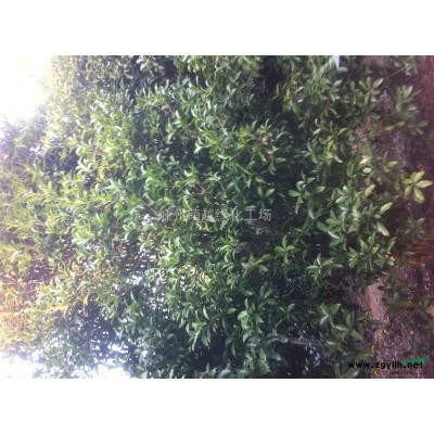 浙江桂花（规格*，价格实惠）