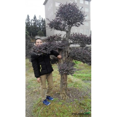 桂花金桂丹桂四季桂图片\桂花金桂丹桂四季桂报价