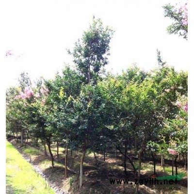 杜英、宣城杜英、安庆杜英、铜陵杜英、六安杜英、巢湖杜英