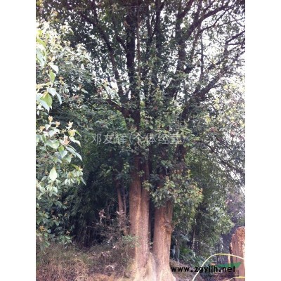 四川桂花小苗信息