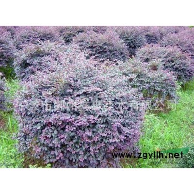 桂花1图片\桂花1报价