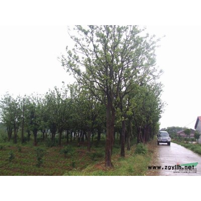 精品桂花 冠幅3米以上