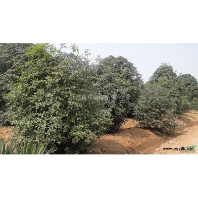 桂花 金坛桂花 精品桂花 桂花价格