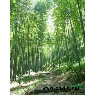 直售桂花，海棠，国槐，白蜡，栾树