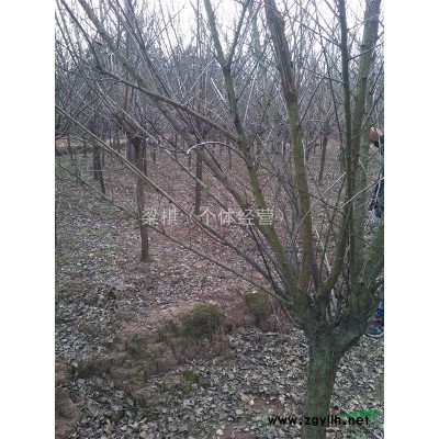 浙江地区供应桂花