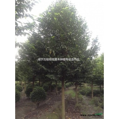 湖北全冠香樟，马褂木，广玉兰，樱花