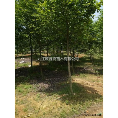 九江欧鑫克苗木有限公司大量出售马褂木