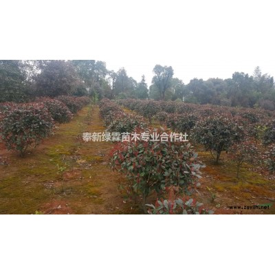 供应1年生马褂木小苗，2公分马褂木。江西马褂木基地