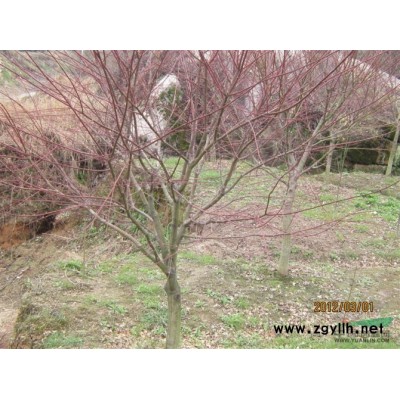 红枫 樱花 桂花图片\红枫 樱花 桂花报价