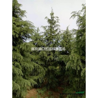 马褂木，产地直销，价格从优