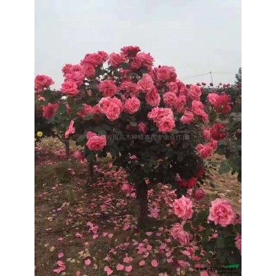 红枫2供应/红枫2图片