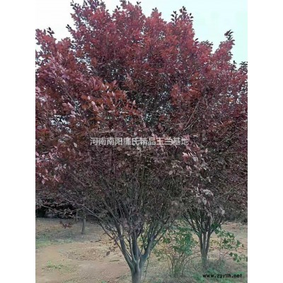 河南美国红枫/河南南阳美国红枫价格/报价
