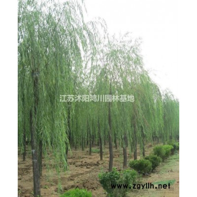江苏沭阳美国红枫行情价格/沭阳美国红枫规格*