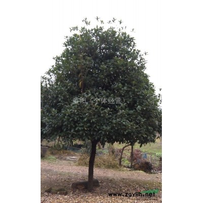 急售农家栽种6-15公分桂花树300棵！