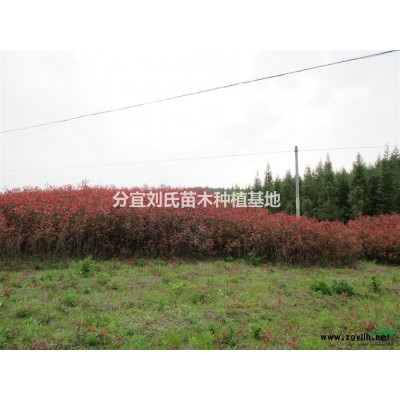 江西分宜地区供应马褂木3米截杆发3年冒