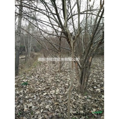 河南供应大规格马褂木 规格*