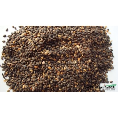 桂花小苗4图片\桂花小苗4报价