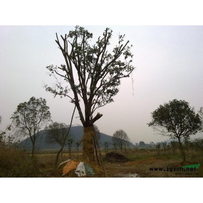 供应直径3—6公分桂花