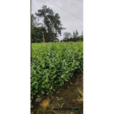 四川红枫，红枫哪里买，红枫价格，好品种红枫