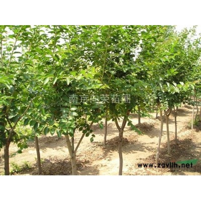 江苏*便宜的杂交马褂木价格 *便宜的马褂木价格报价