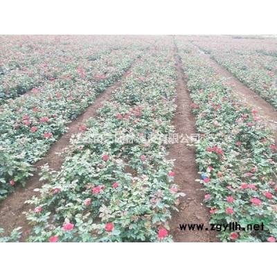 日本红枫批发-日本红枫价格-红枫报价-日本红枫小苗