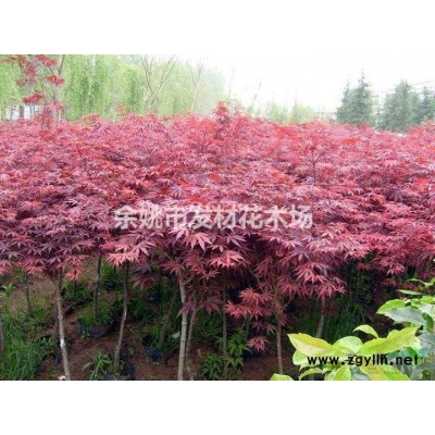 余姚大岚镇地径6公分红枫价格170元花木场直供