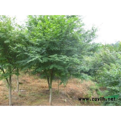 桂花种子行情报价\桂花种子图片展示