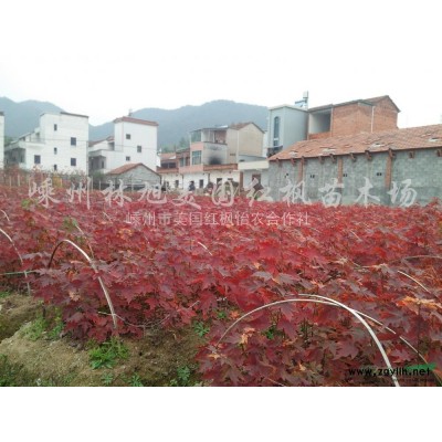 杜英，广月兰，乐昌含笑，深山含笑