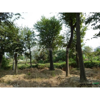 直径30公分的移栽桂花