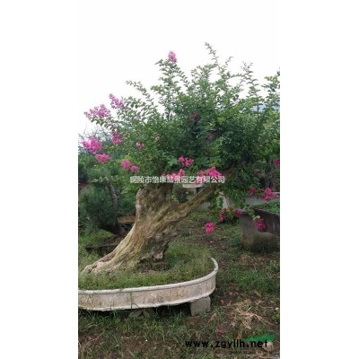 铜陵怡康盆景——桂花