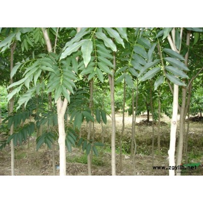 杜英供应/杜英图片