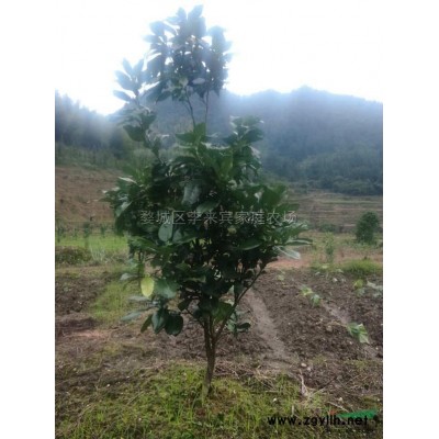 金华市大量提供各种规格桂花树