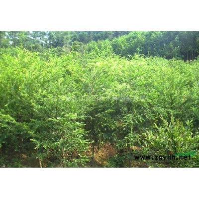 供应八月桂，无患子，含笑，红豆杉，杜英，马褂木等各规格种苗