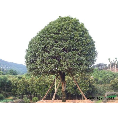 竹柏、朴树、杜英、乐昌含笑、天竺桂、柞树等苗木