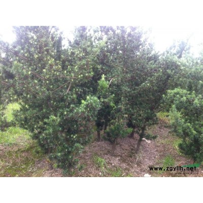 杜英浙江供应便宜大处理