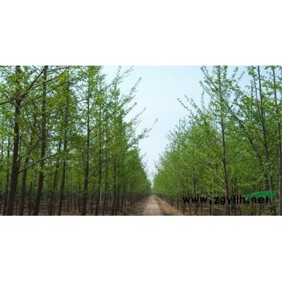 桂花园*新价格/桂花园报价