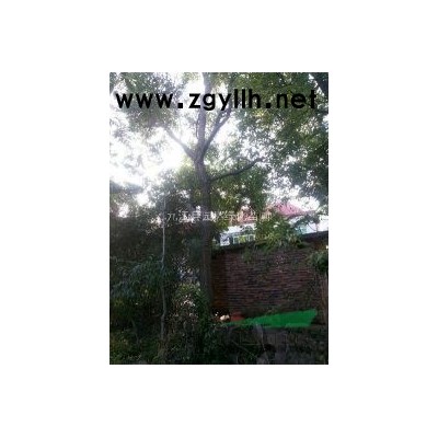 供应桂花种子，桂花种子批发，江西桂花种子，九江桂花种子