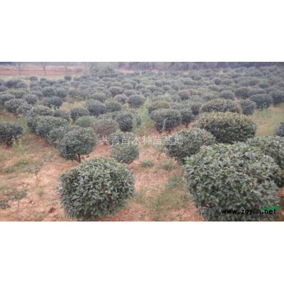 高杆桂花  8-10-12-14-15-18