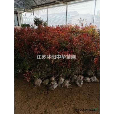 本苗圃常年供应，3--8公分的红枫价格，美国红枫，日本红枫绿化苗