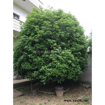 5米大桂花*新报价