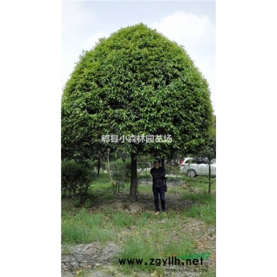 红枫，日本红枫，中国红枫