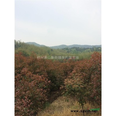 大量供应p2米5至4米5精品桂花