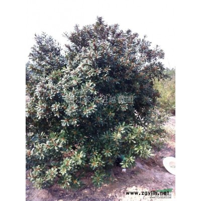 供应桂花|绿化苗木供应|乔灌木供应|桂花价格