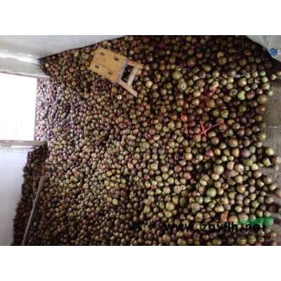 广西桂花苗2公分