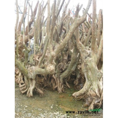 供应桂花1/供应广西桂花/特价供应桂花