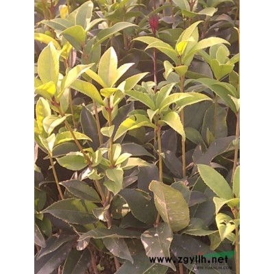 湖北供应大桂花苗木，金桂苗，丹桂苗