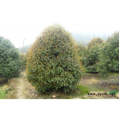 桂花(31)行情报价\桂花(31)图片展示