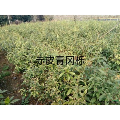 批发零售红枫种子，江西九江红枫种子，红枫绿化苗木直销
