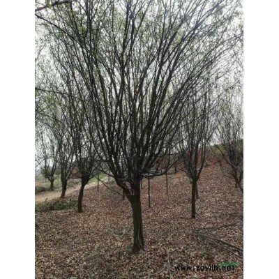 南阳美国红枫基地 河南南召美国红枫批发 本基地有很多精品美国